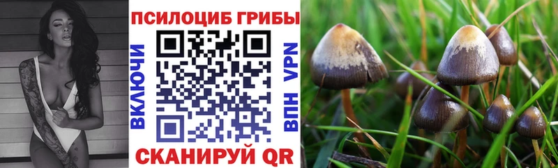 Купить закладки  Тимашёвск  Псилоцибиновые грибы мицелий 